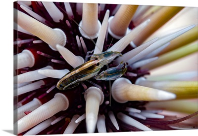 Undescribed urchin shrimp, Romblon, Philippines