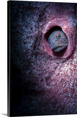 Unknown blenny inside a barrel sponge, Anilao, Philippines