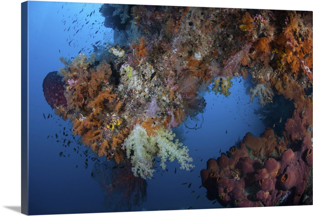 Vibrant soft corals, Dendronephthya sp., thrive in Raja Ampat, Indonesia.