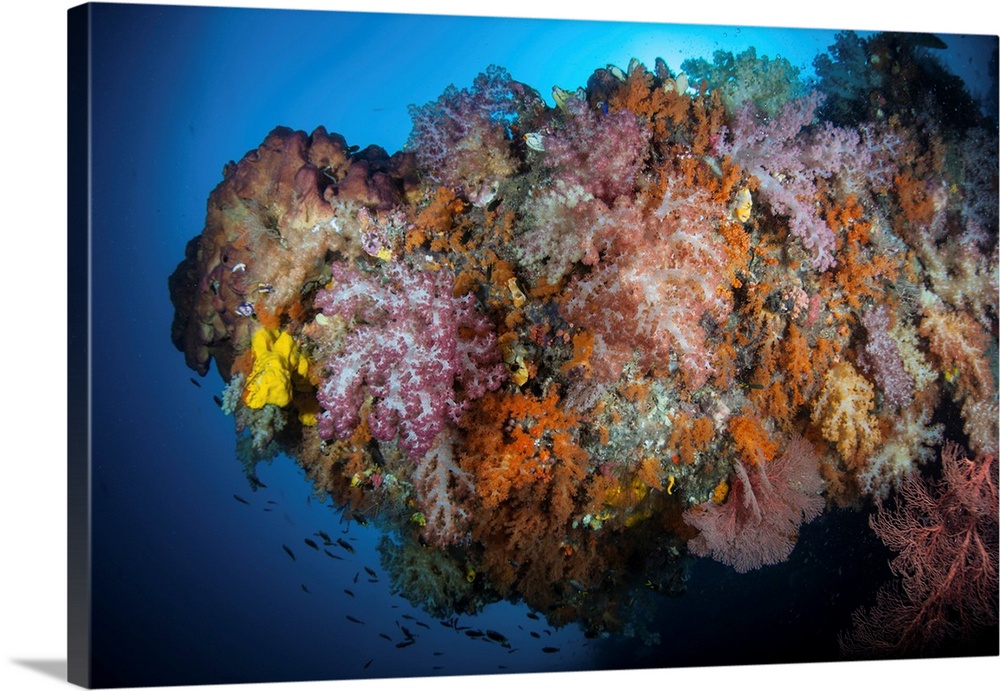 Vibrant soft corals, Dendronephthya sp., thrive in Raja Ampat, Indonesia.