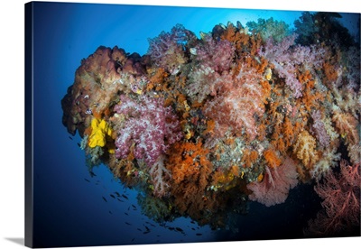 Vibrant Soft Corals, Dendronephthya Sp., Thrive In Raja Ampat, Indonesia