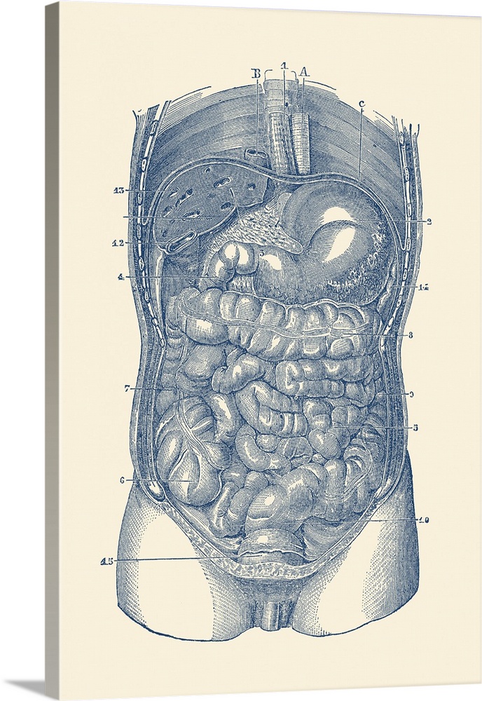 View of the human digestive system, showcasing the large and small intestines.