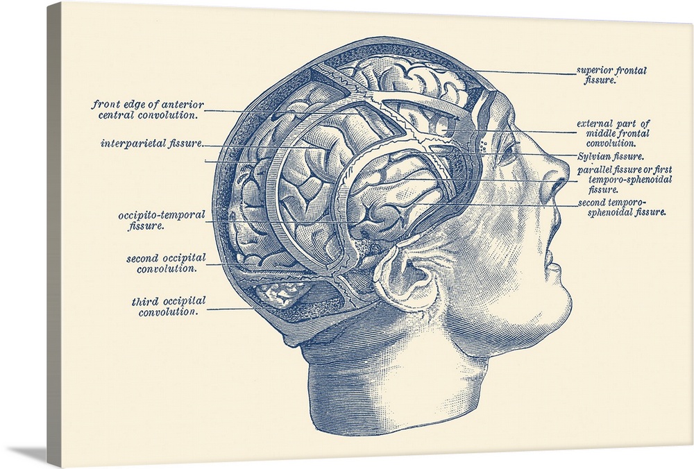 Vintage anatomy print depicting the fissures throughout the human brain.