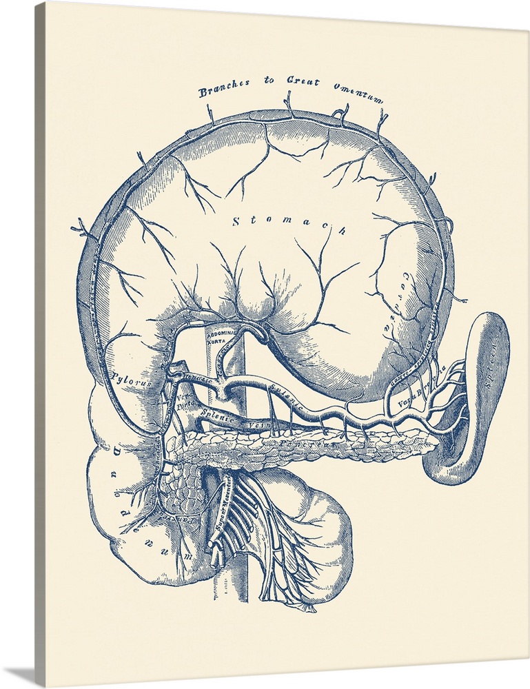Vintage anatomy print features a diagram of the human stomach.