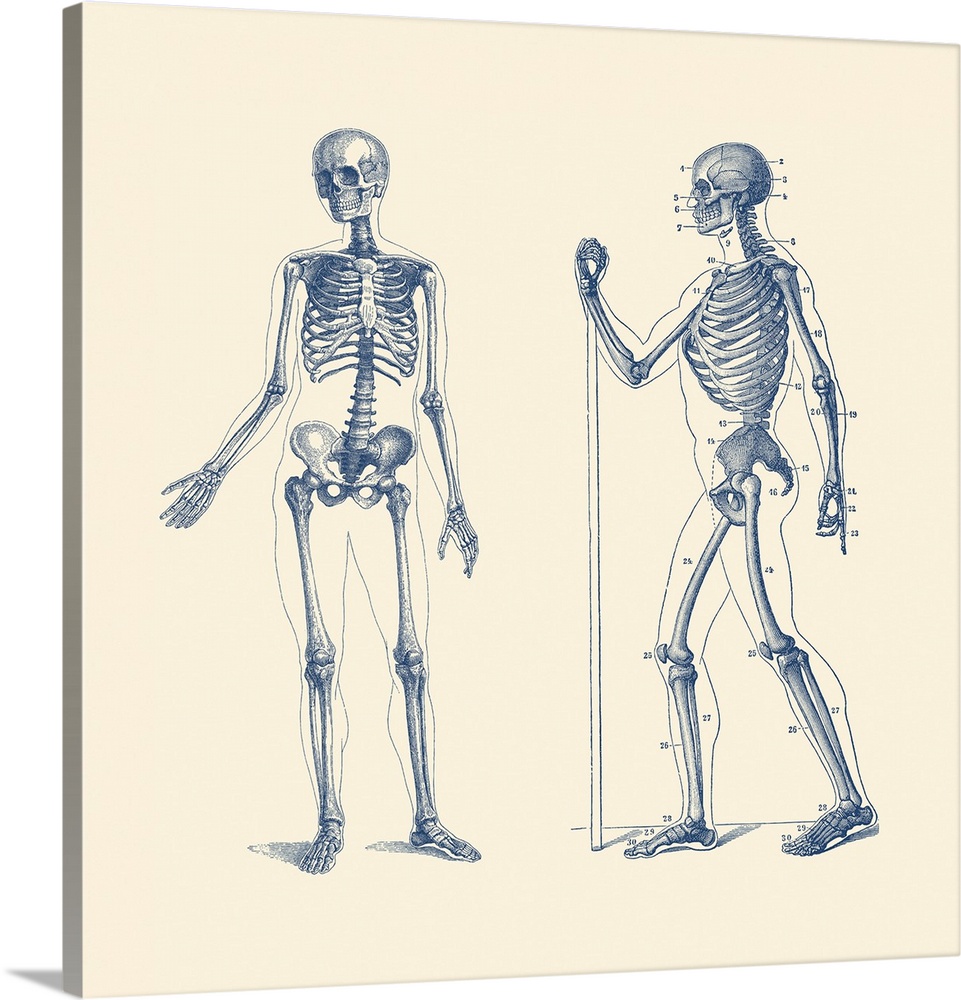 Vintage anatomy print features a dual view of a skeleton.