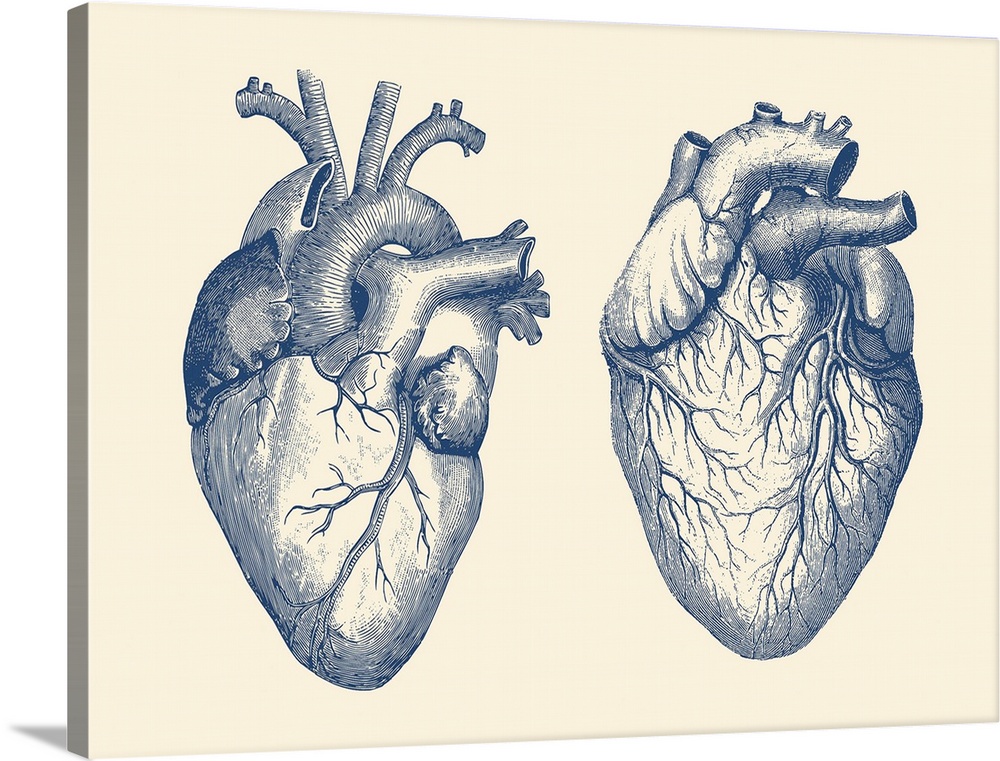 Vintage anatomy print features a dual view of the human heart.