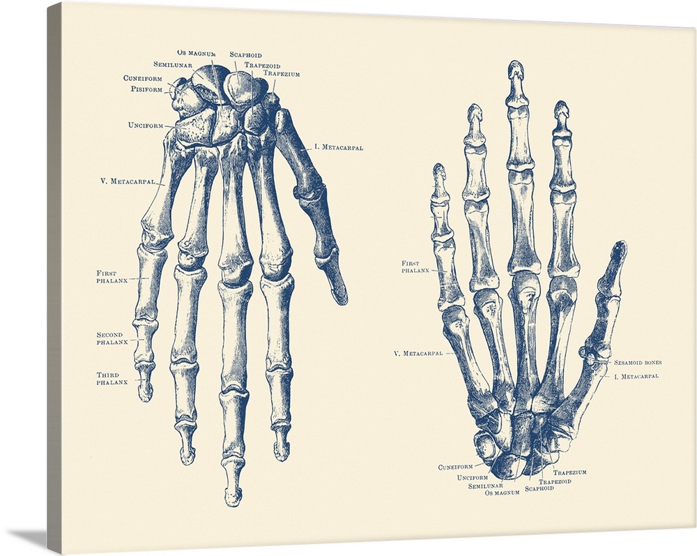 Framed Vintage Medical Print Bones of the Human Skull Picture Art Anatomy 