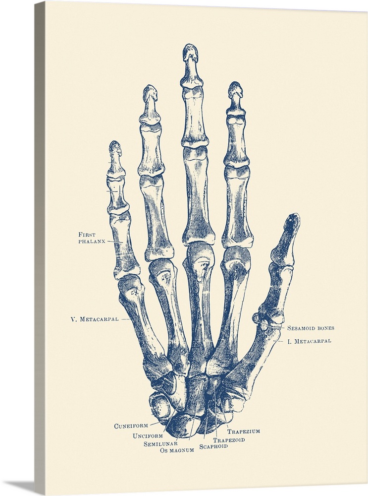 Vintage anatomy print features the hand of a human skeleton with bones labeled.