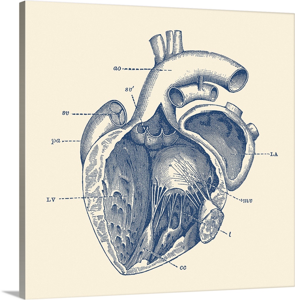 Vintage anatomy print features the human heart showcasing the internal veins.