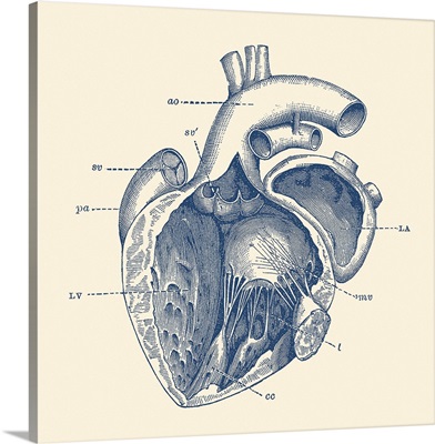Vintage Anatomy Print Features The Human Heart Showcasing The Internal Veins