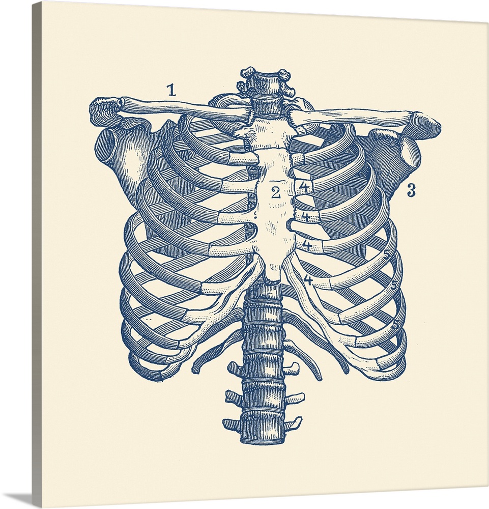 Vintage anatomy print features the human rib cage and shoulders.