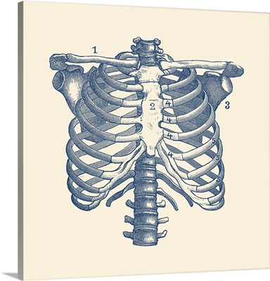 Vintage Anatomy Print Features The Human Rib Cage And Shoulders