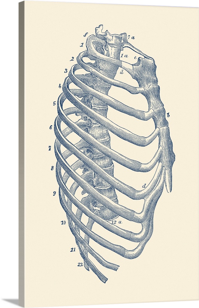 Vintage anatomy print features the side view of the human rib cage.