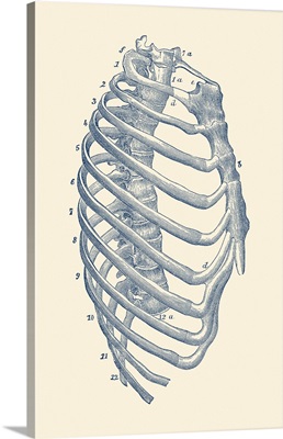 Vintage Anatomy Print Features The Side View Of The Human Rib Cage