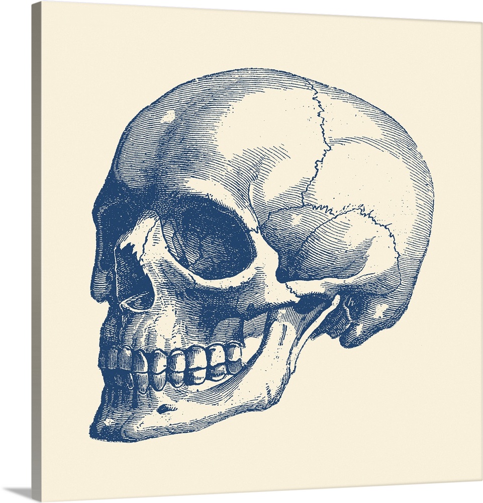 Vintage anatomy print features the skull of a human skeleton.