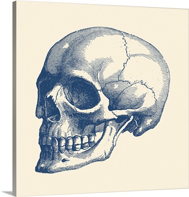 Vintage Anatomy Print Features The Skull Of A Human Skeleton