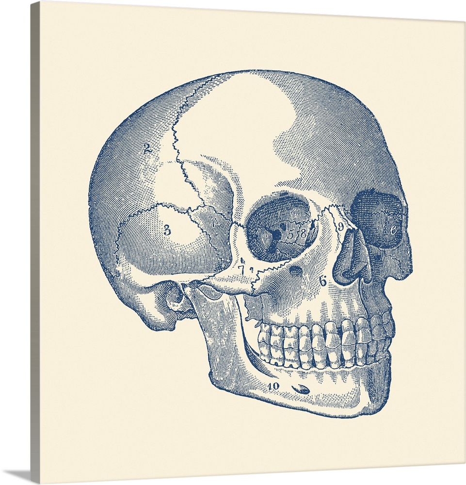 Vintage anatomy print features the skull of a human skeleton with each bone labeled.