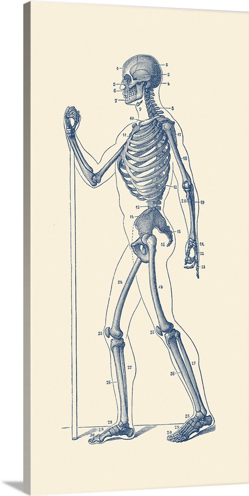 Vintage anatomy print of a human skeleton facing sideways.