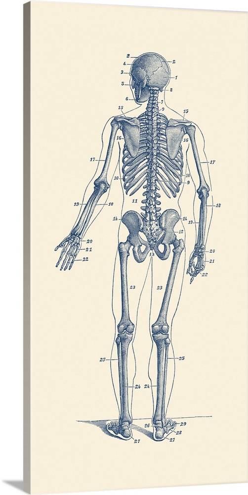 Vintage anatomy print of a skeleton facing backwards to showcase the bones.