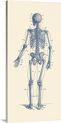 Vintage Anatomy Print Of A Skeleton Facing Backwards To Showcase The Bones