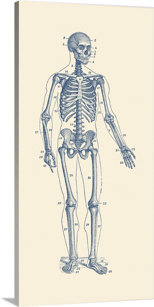 Vintage anatomy print of a skeleton facing forward with bones numbered.