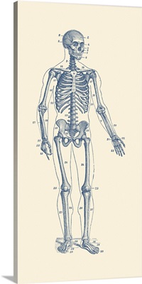 Vintage Anatomy Print Of A Skeleton Facing Forward With Bones Numbered