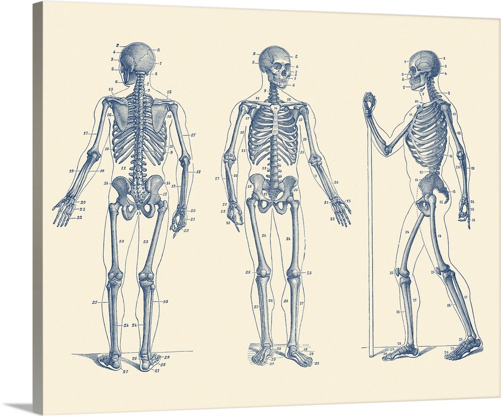 Vintage anatomy print of a skeleton facing three different directions.