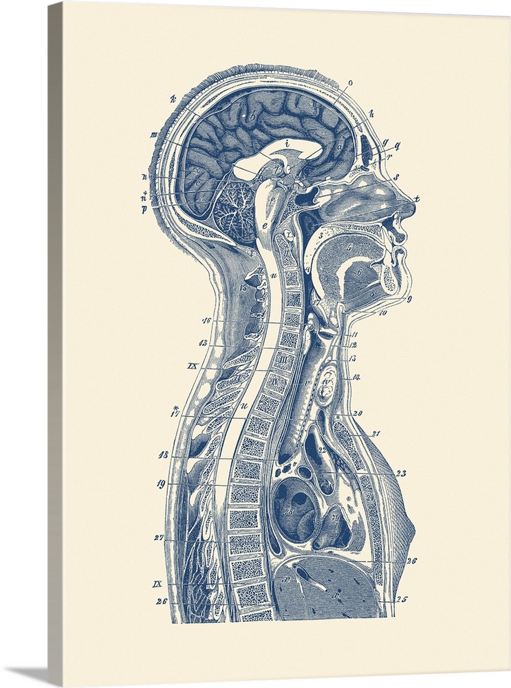 Vintage anatomy print of the brain, the lymphatic system, and spinal cord.