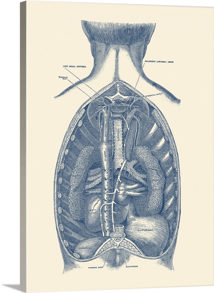 Vintage anatomy print of the diaphragm, showcasing the aorta and trachea.