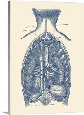 Vintage Anatomy Print Of The Diaphragm, Showcasing The Aorta And Trachea