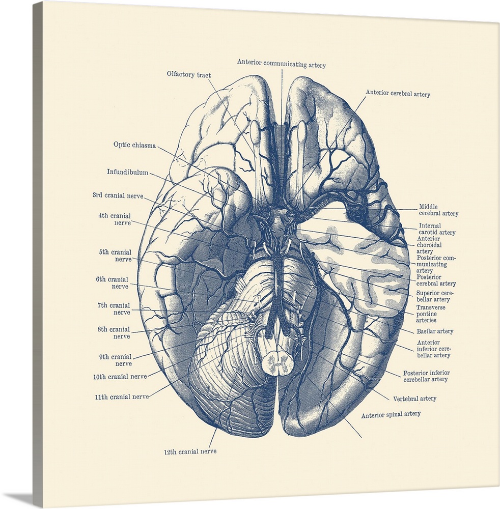 Vintage anatomy print of the human brain depicting the nerves and arteries.