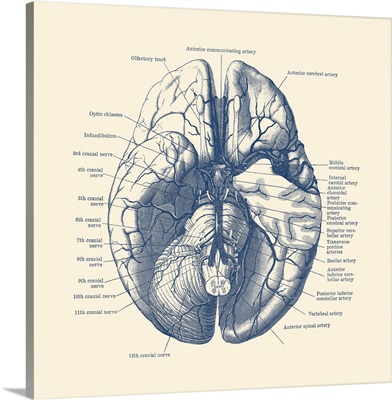 Vintage Anatomy Print Of The Human Brain Depicting The Nerves And Arteries