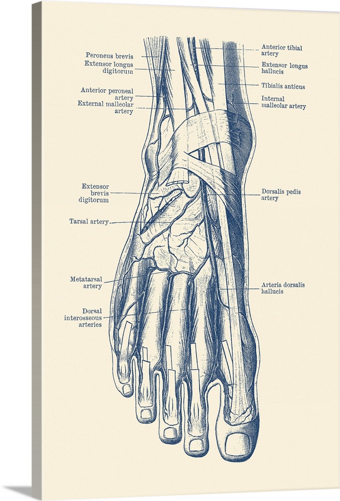Vintage anatomy print of the human foot, showcasing the veins and arteries.