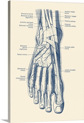 Vintage Anatomy Print Of The Human Foot, Showcasing The Veins And Arteries