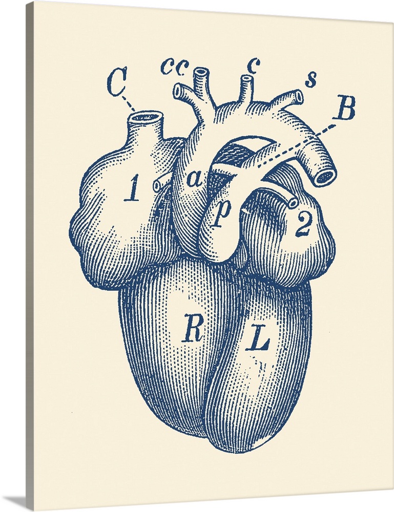 Vintage anatomy print of the human heart.