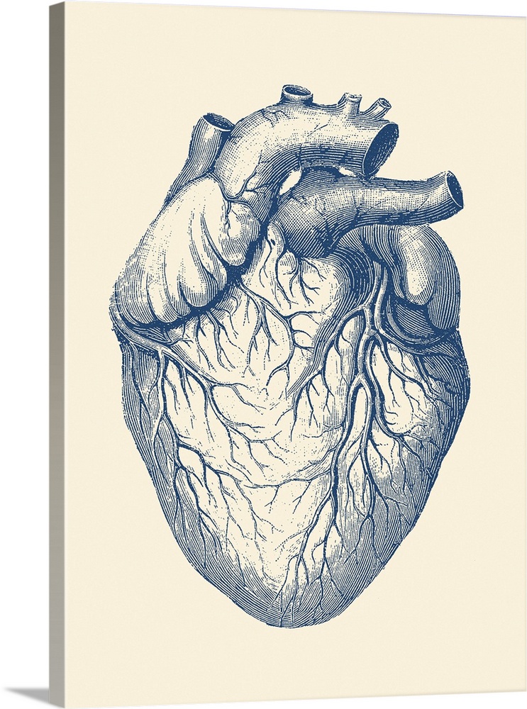 Vintage anatomy print of the human heart with veins visible.