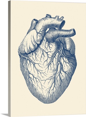 Vintage Anatomy Print Of The Human Heart With Veins Visible
