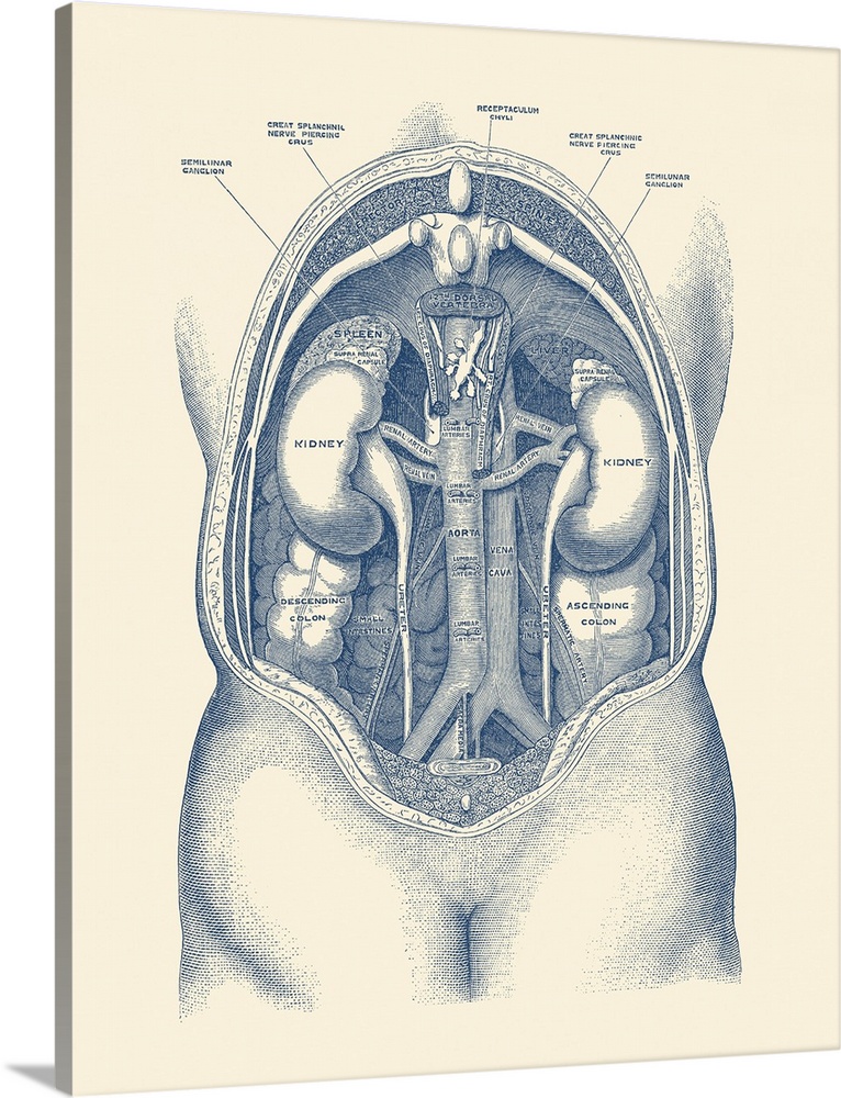 Vintage anatomy print of the human kidney system.