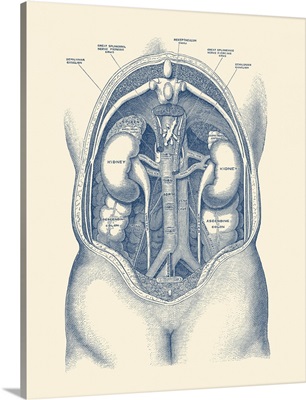 Vintage Anatomy Print Of The Human Kidney System