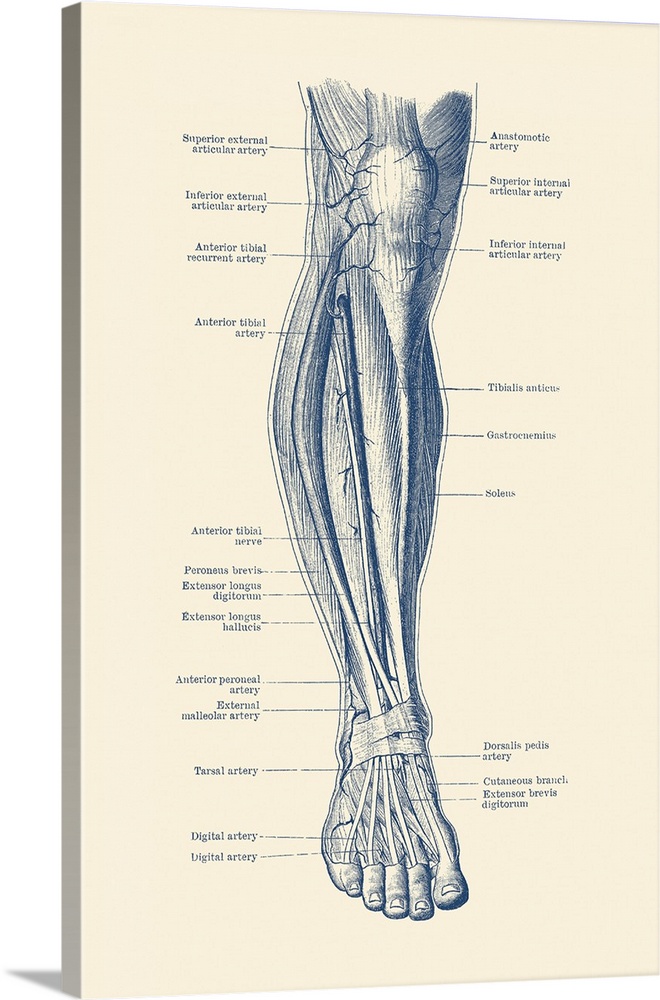 Vintage anatomy print of the human leg, showcasing the veins and arteries.