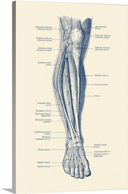 Vintage Anatomy Print Of The Human Leg, Showcasing The Veins And Arteries
