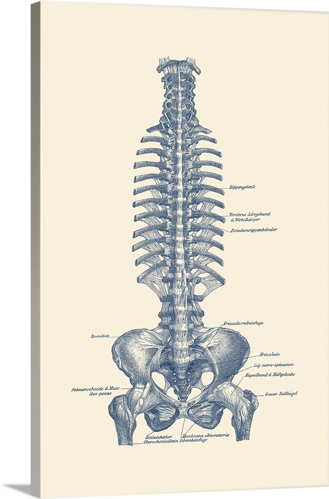 Vintage anatomy print of the human rib cage and pelvis.