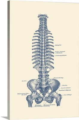Vintage Anatomy Print Of The Human Rib Cage And Pelvis