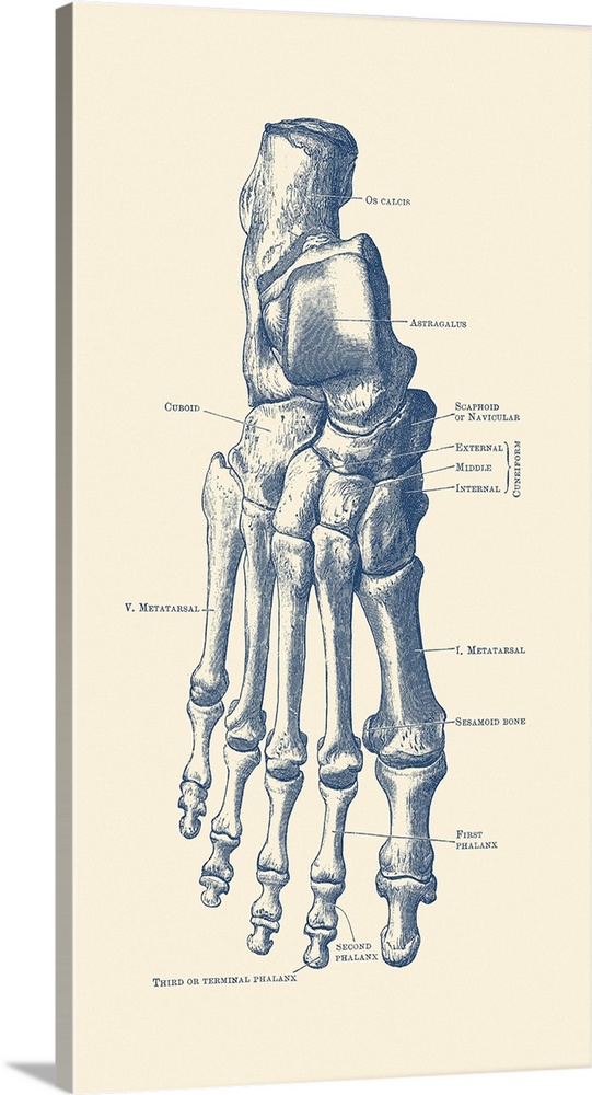 Vintage anatomy print of the human right foot with each bone labeled.