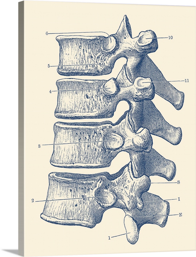 Vintage anatomy print of the human spine, showcasing four vertebrae.