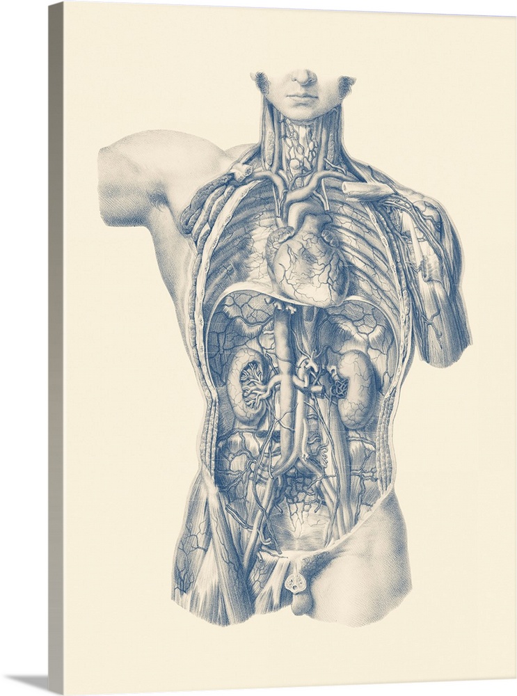 Vintage anatomy print of the interior venous and circulatory systems from the front view.