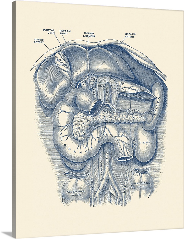 Vintage Anatomy Print Of The Kidney, Spleen, Duodenum, Gall Bladder And ...