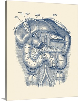 Vintage Anatomy Print Of The Kidney, Spleen, Duodenum, Gall Bladder And More