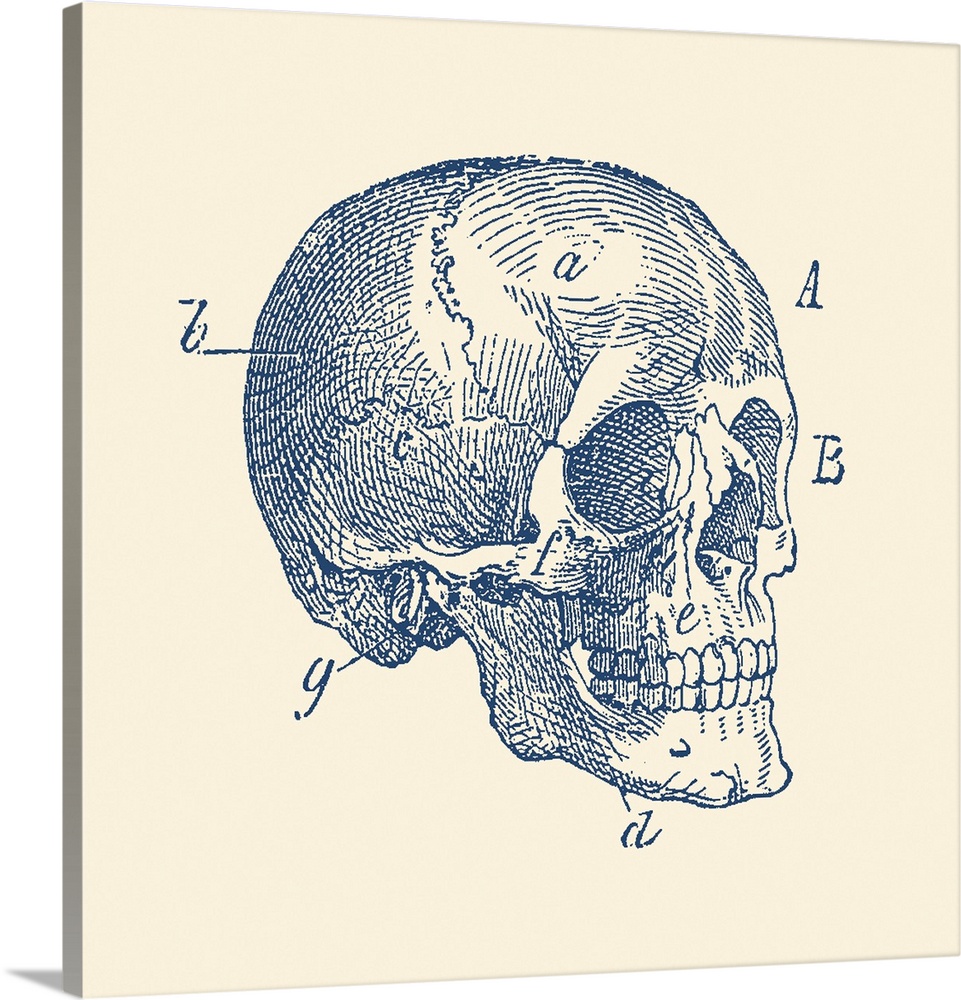 Vintage anatomy print of the side view of a skull from a human skeleton.