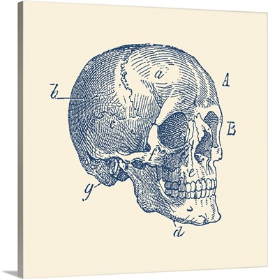 Vintage Anatomy Print Of The Side View Of A Skull From A Human Skeleton